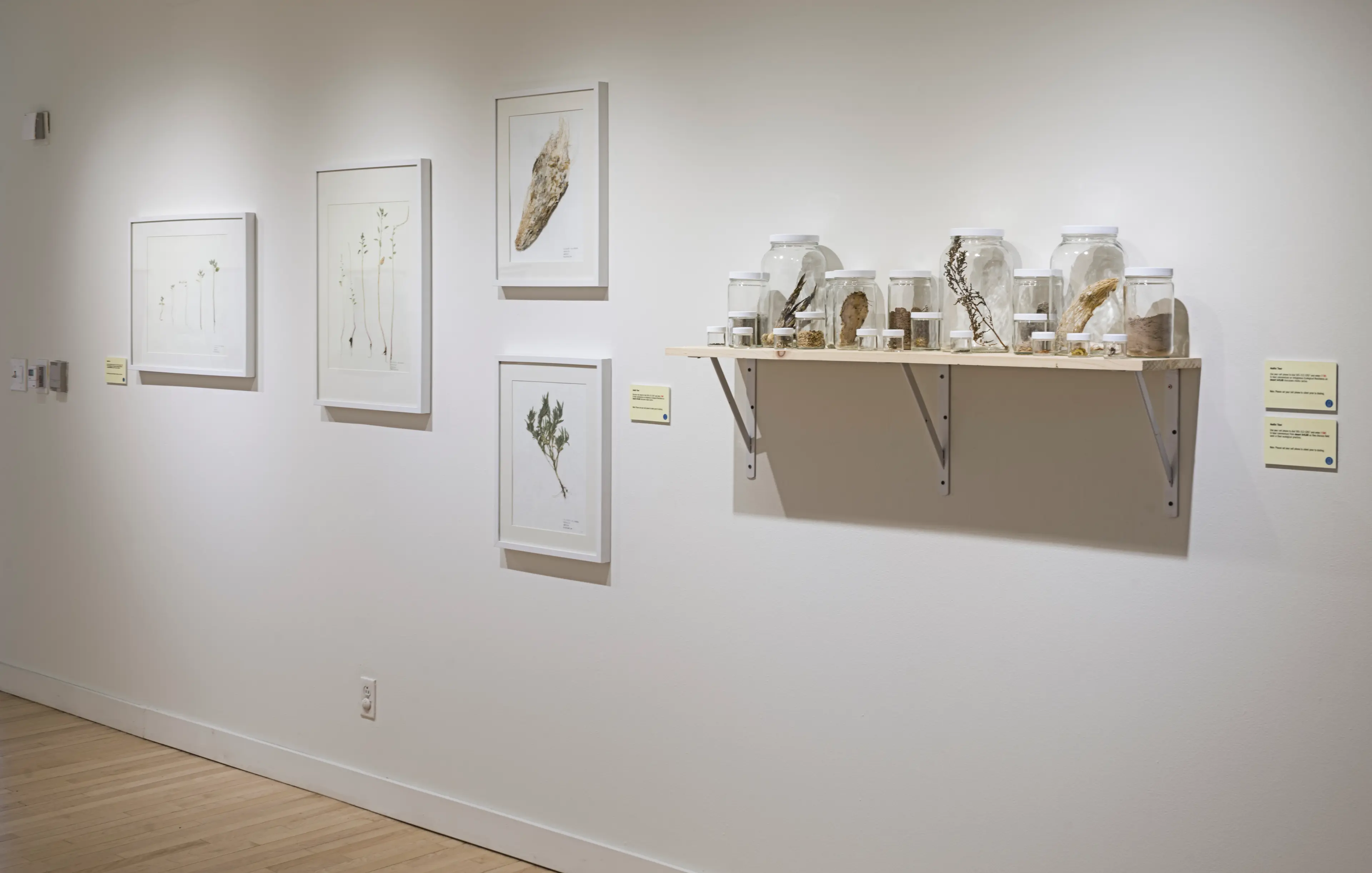 Photo of gallery with four images of desert plants hanging. To the right of the images is a shelf with many desert vegetation in glass jars.