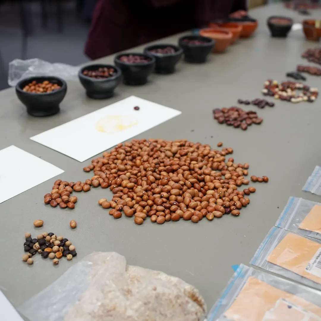 Multiple variety of beans on a grey table.