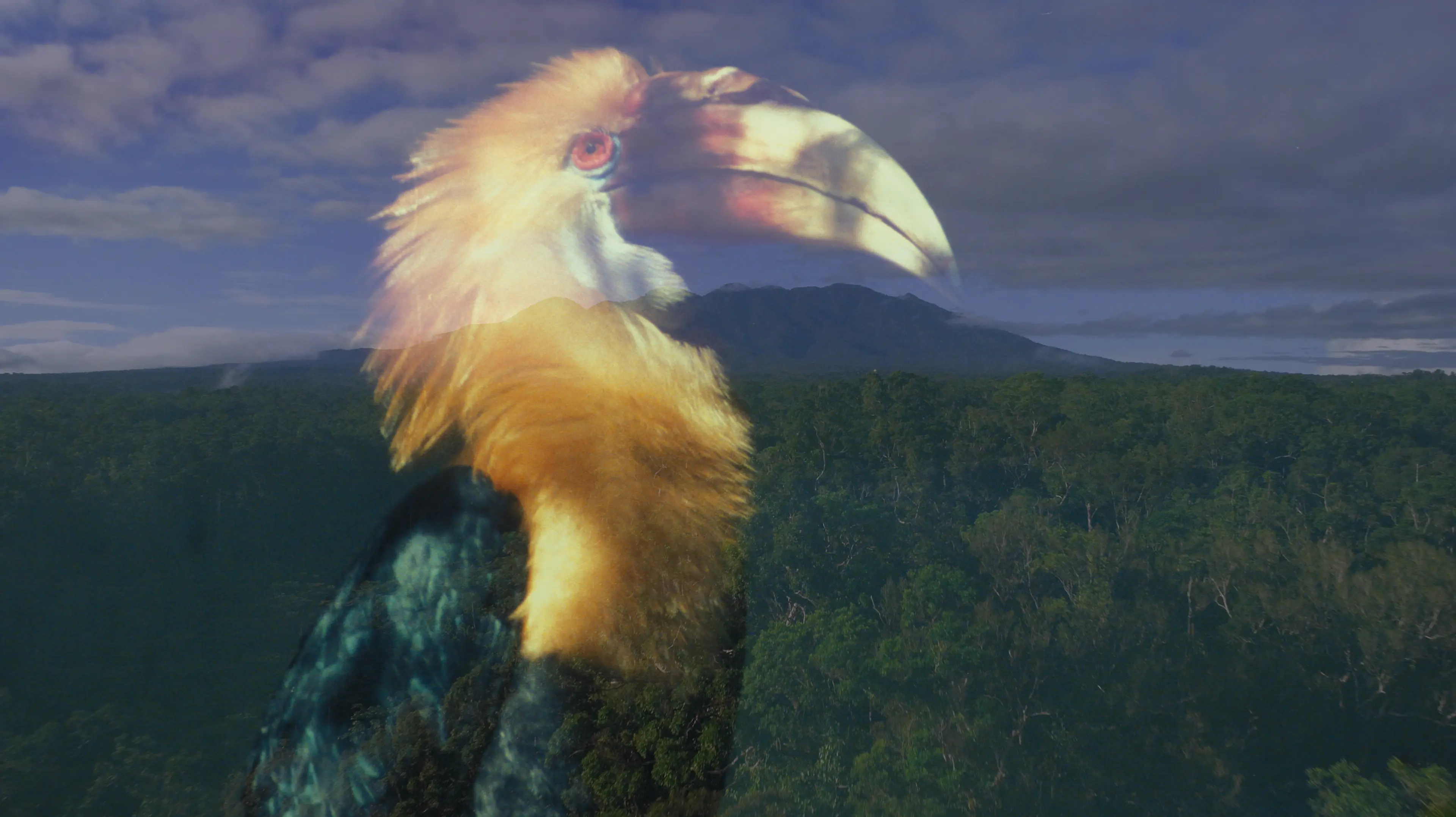 Still from the documentary with superimposed image of mountain and colorful bird with long beak